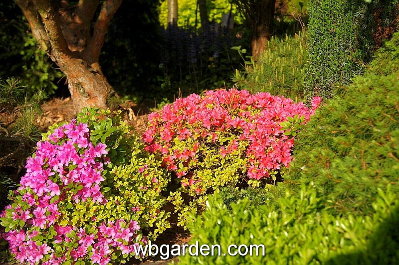 wbgarden spring 22.JPG